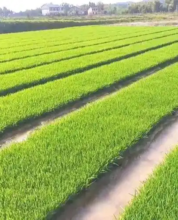 高标准农田